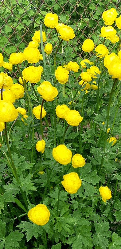купальницы (краснокнижные)