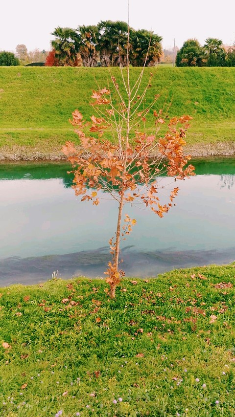 OrangeTree