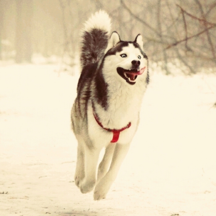 J adore les Husky!