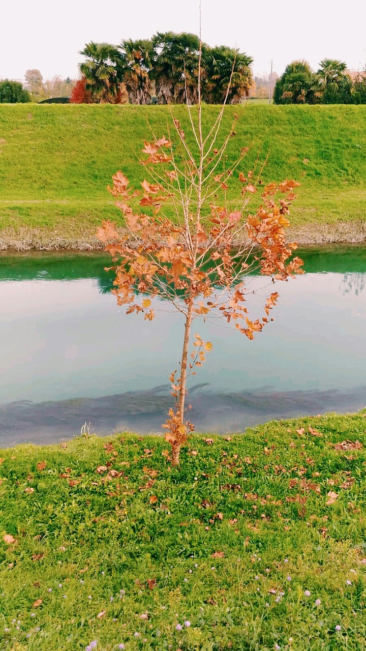 OrangeTree