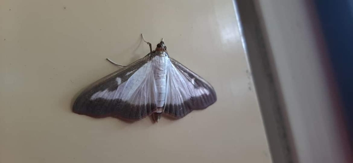 moth on my door