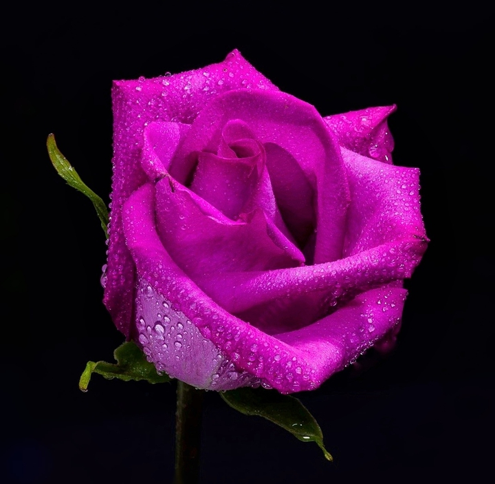Drops