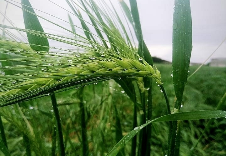 ☘