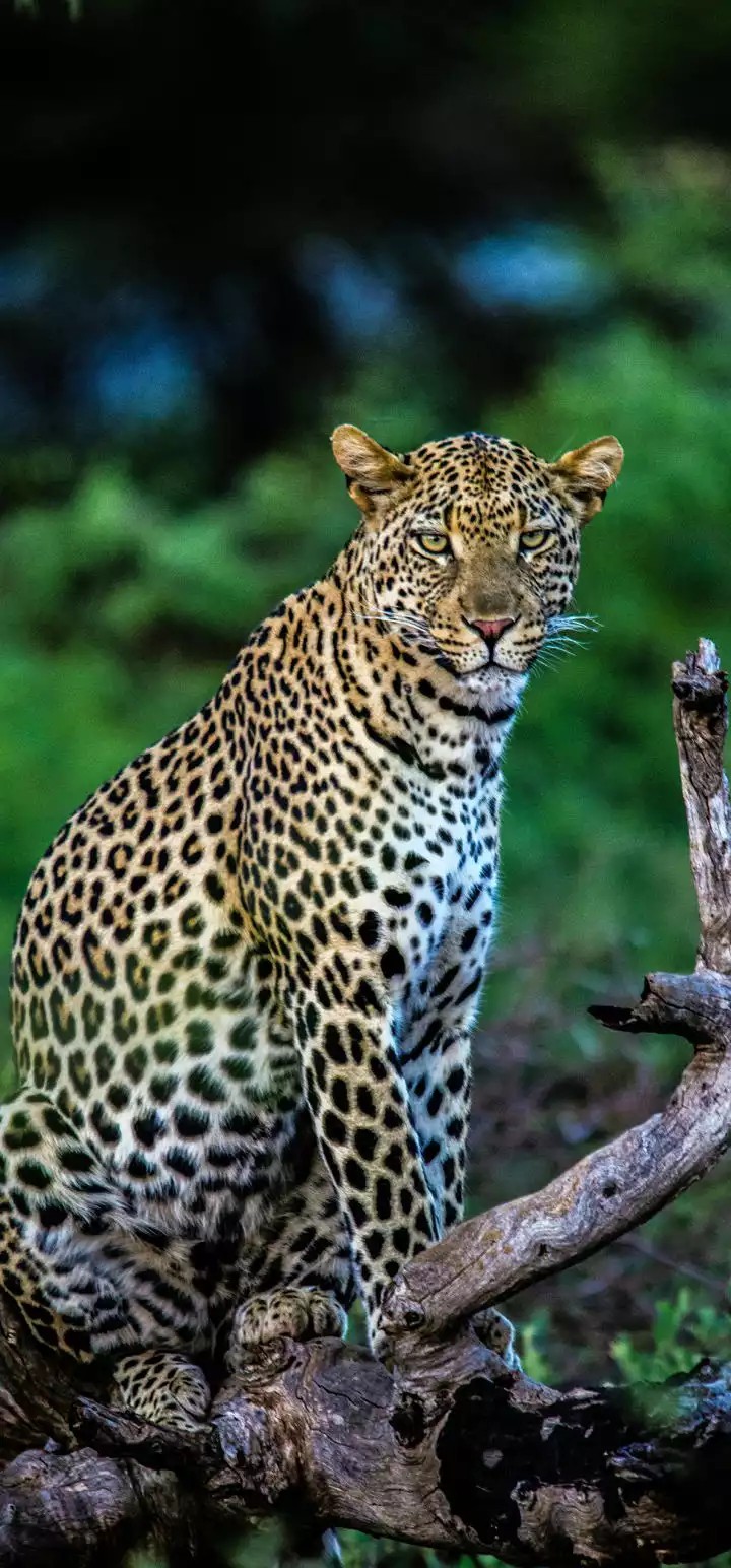 cheetah