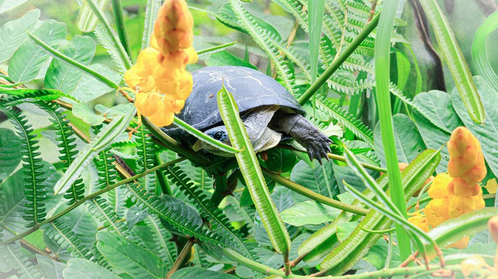 tortue perdue