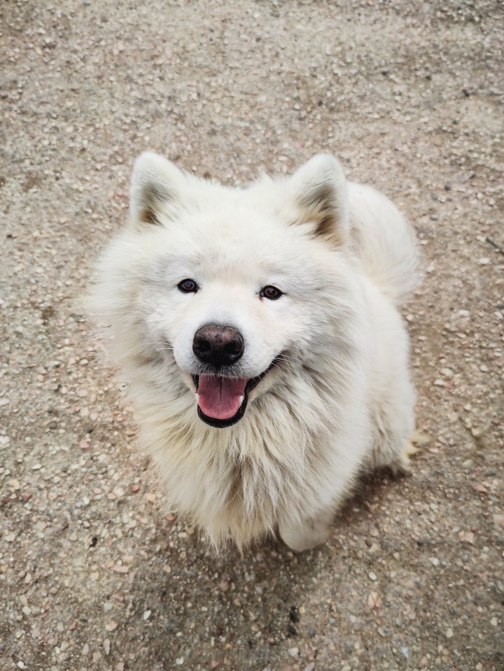 Dog