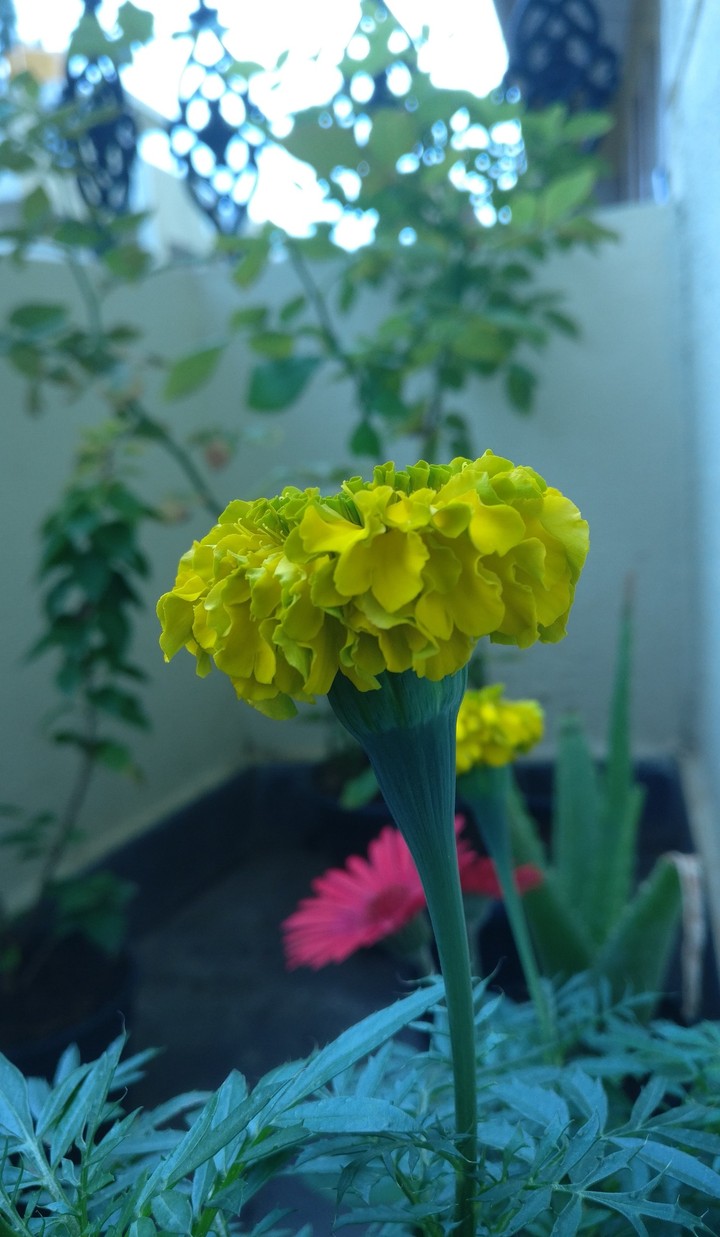 marigold
