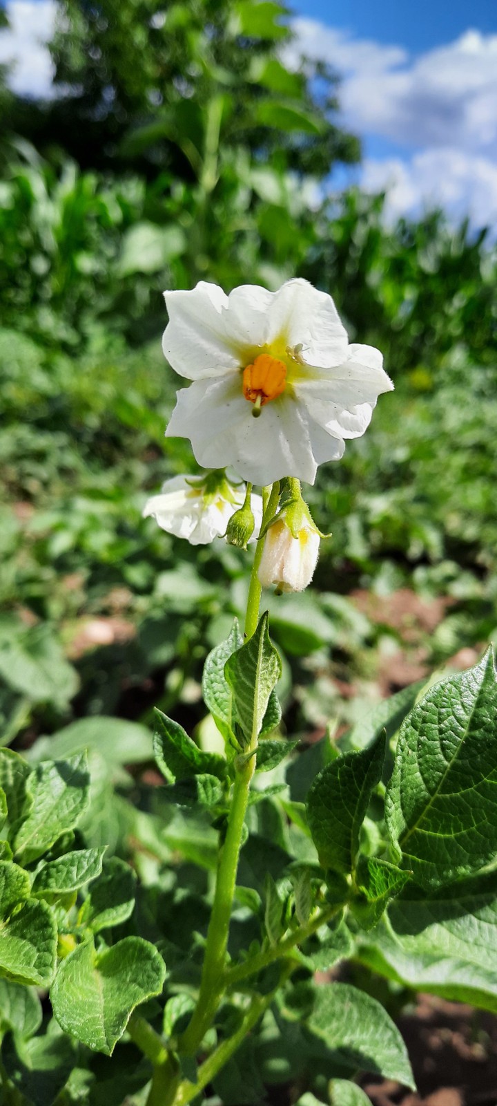 in the garden