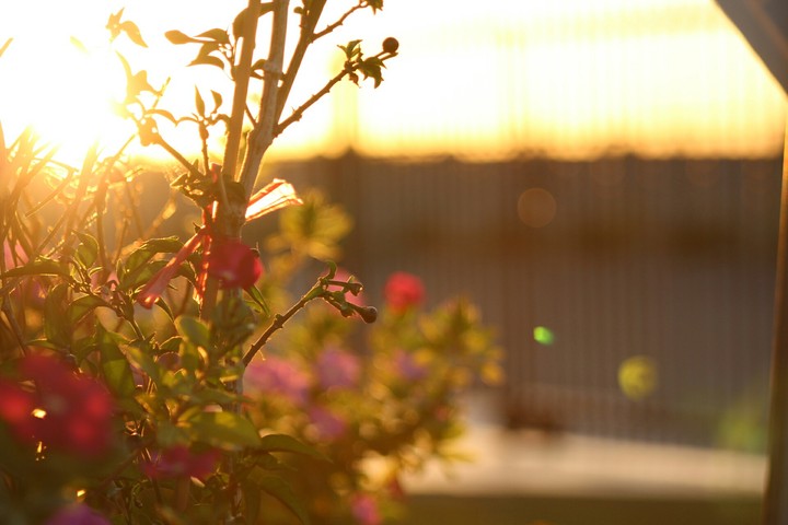 Golden sunset