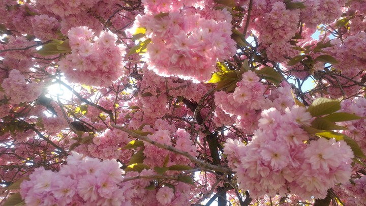 Sakura
