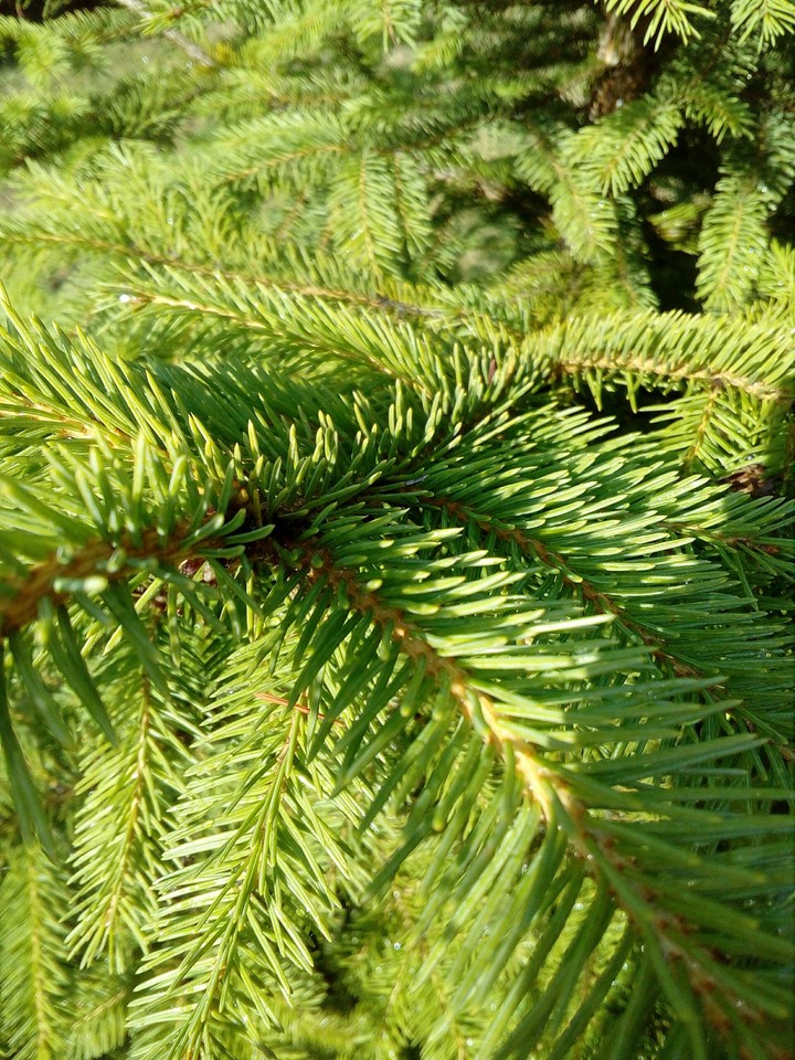 Pine tree