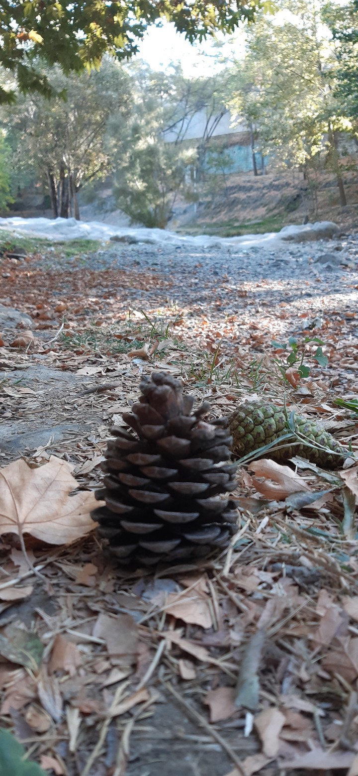 nature in fall