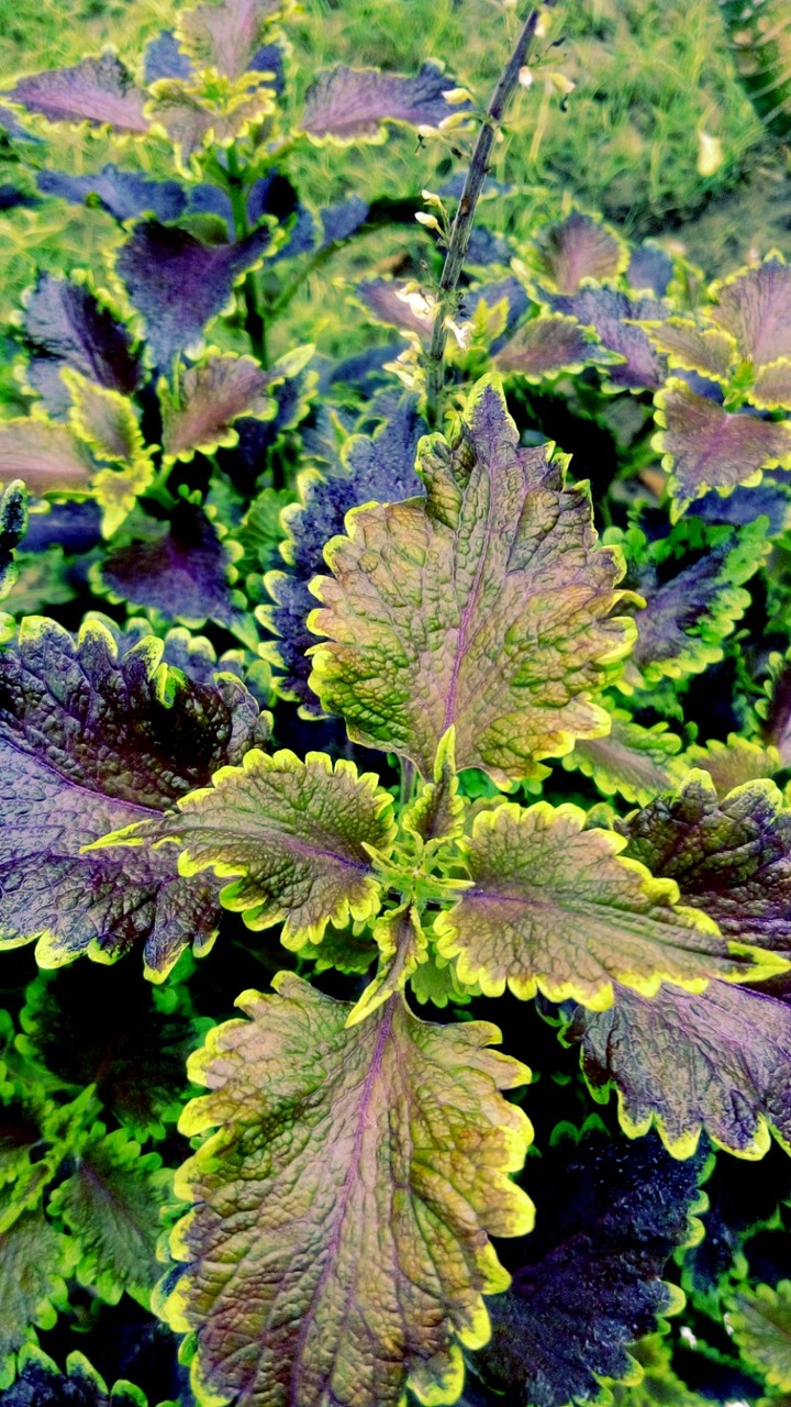 leaves
