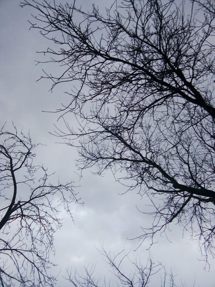 Tree vs Sky