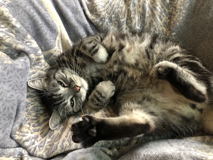 cute cat