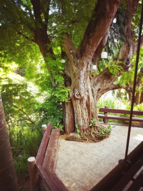tree