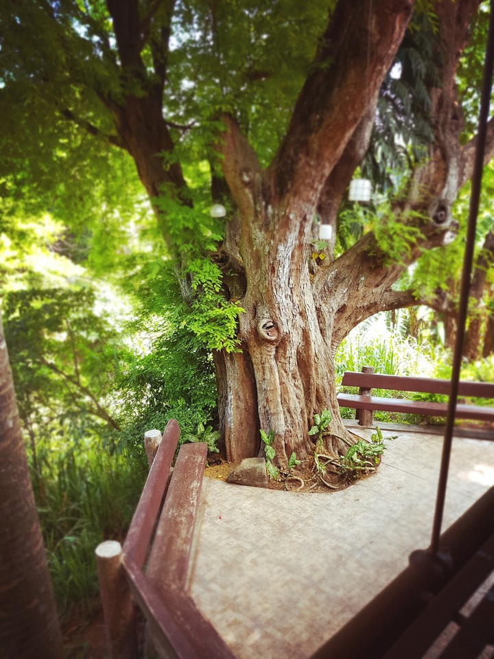 tree