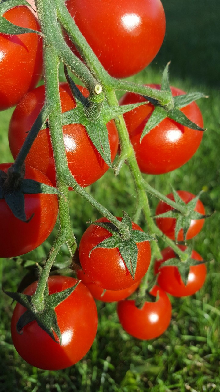 Little tomatoes