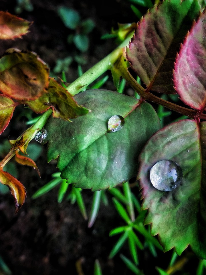drop on the leaf's