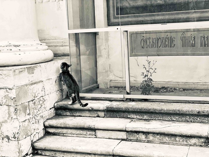 Cat and a city
