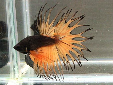 Betta Splendens
