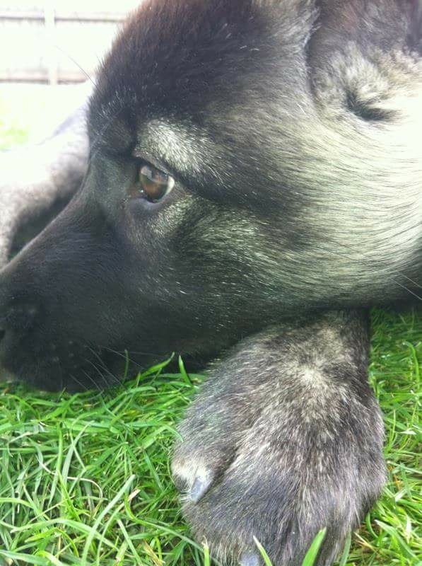 Pup