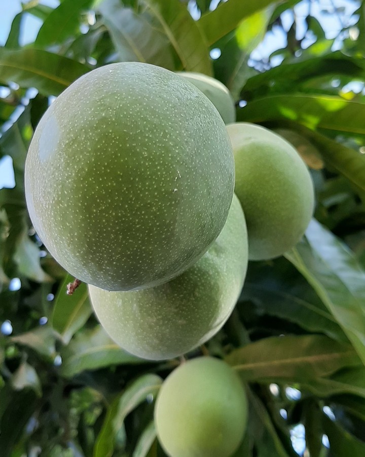 mango