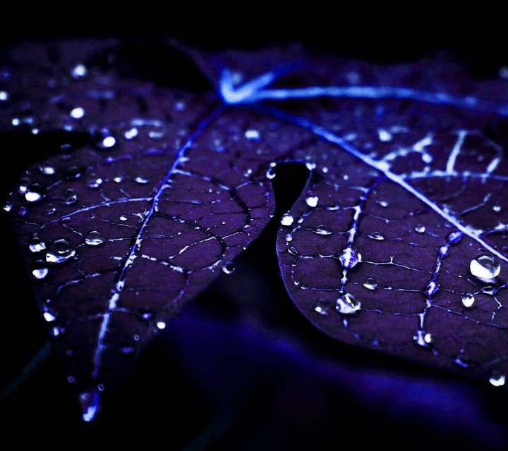 Light Leafs
