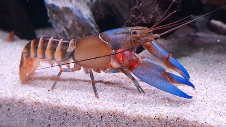 crawfish