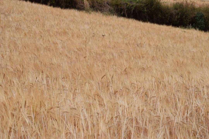 barley growing on the slopes of mount Elgon