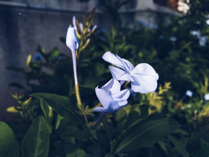 Madagascar Periwinkle Flower
