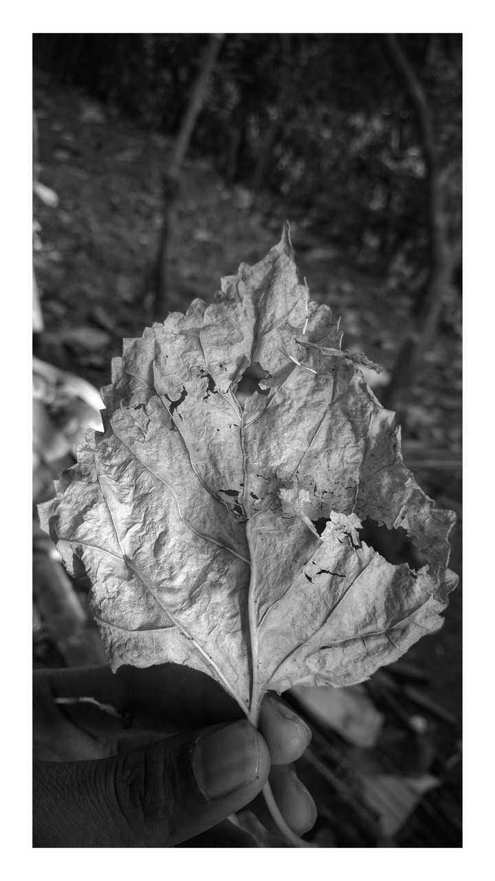 plants sweet