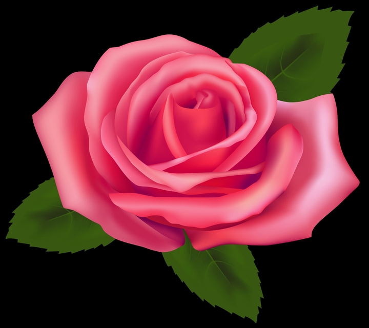 Pink Rose