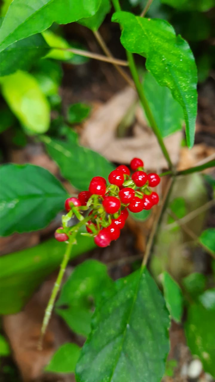 red seeds