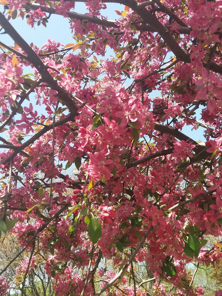 tree in spring
