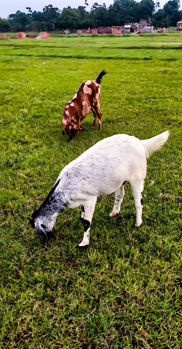 The goat is eating grass