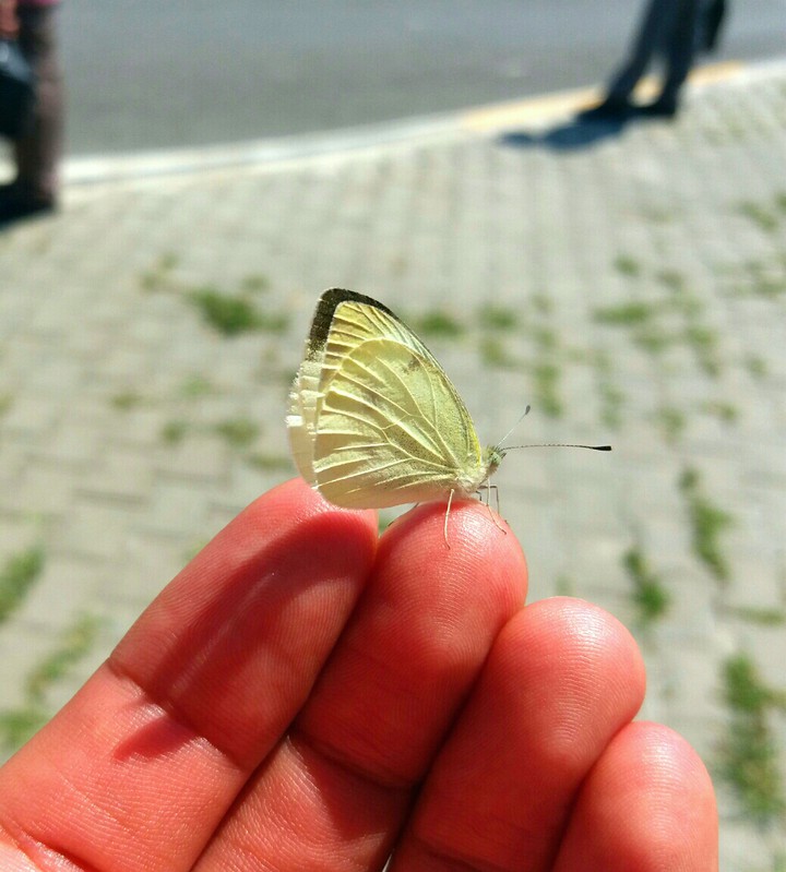 Buterfly