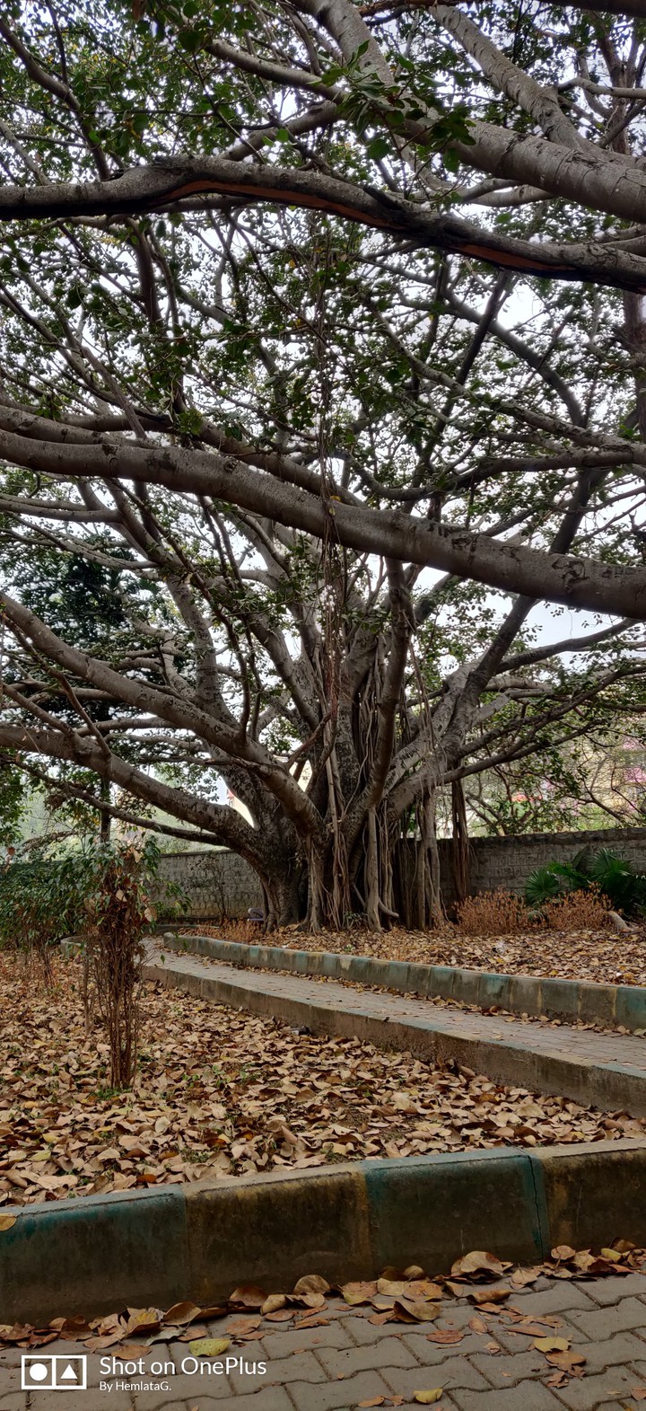 Baniyan Tree