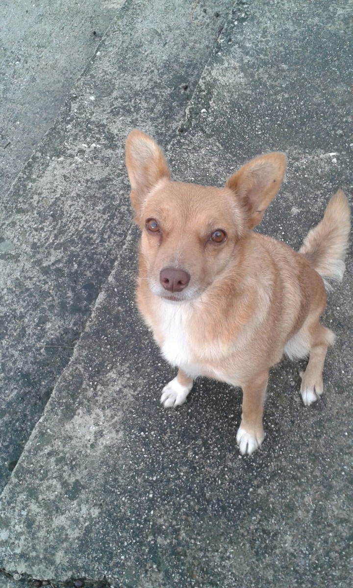 la piccola cagnolina