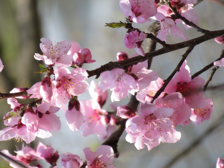 桜