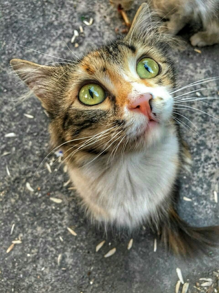 Cat ♡