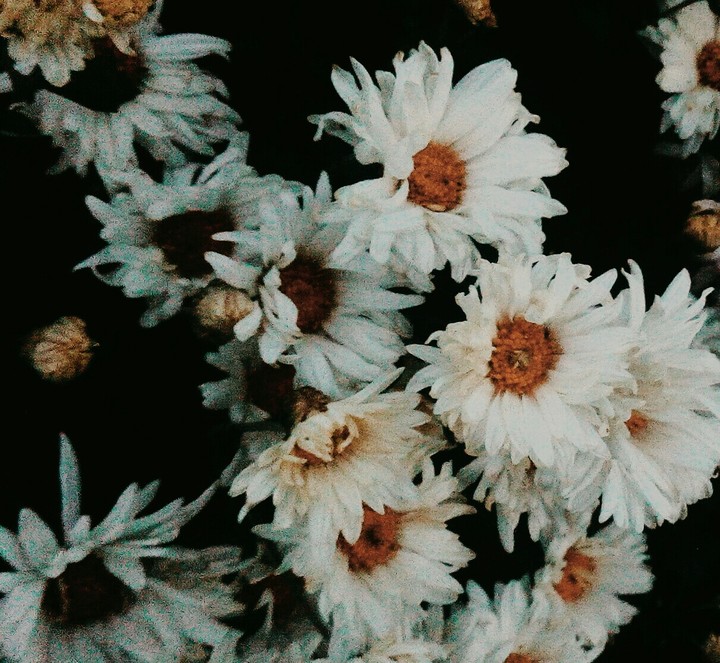 Flovers