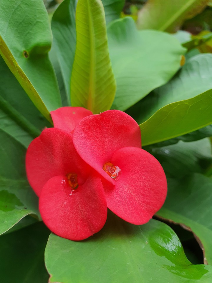 xương rồng
