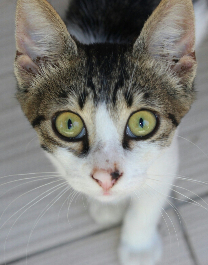 one little crious kitten 