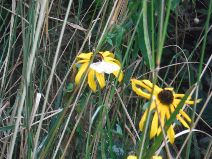 spot the moth!