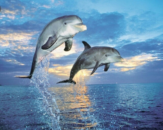 dolphins