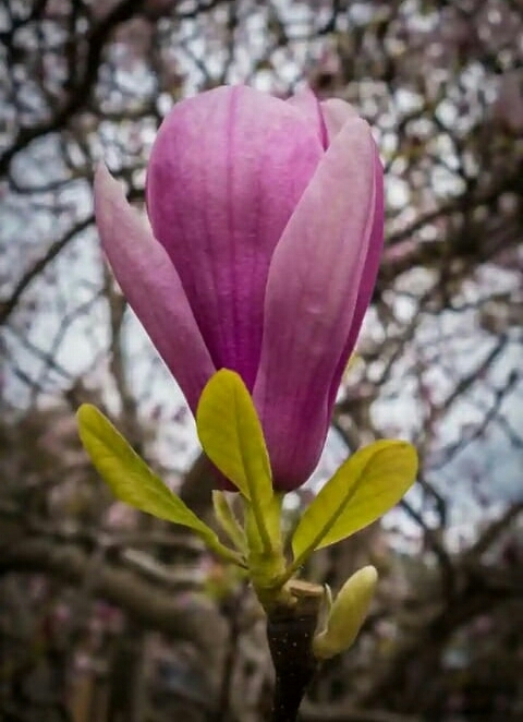 tulip
