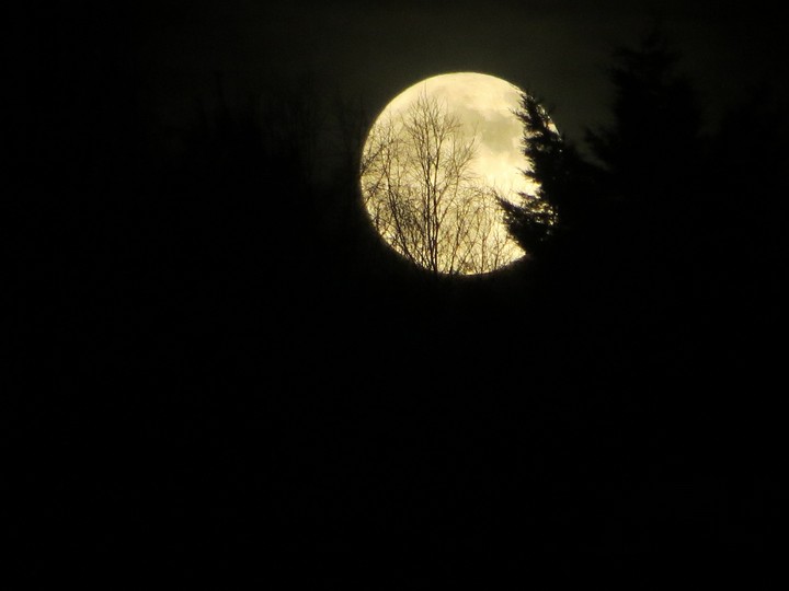 Night Moon