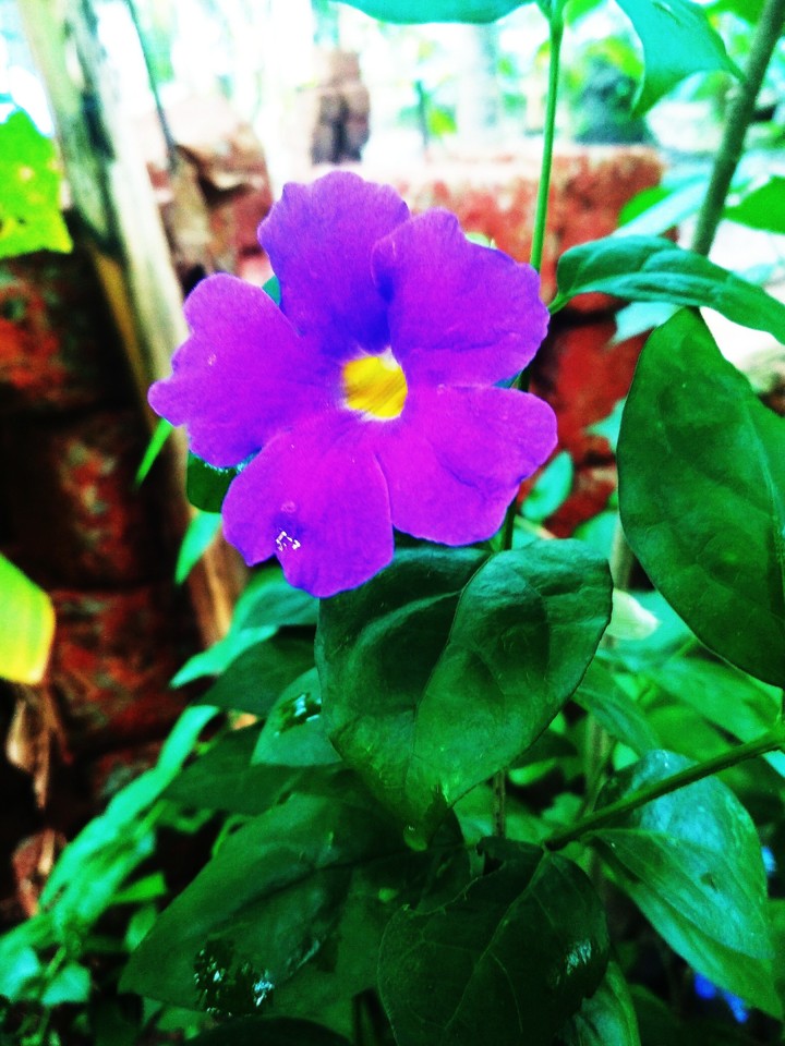 flower