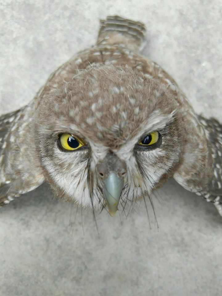 angry bird